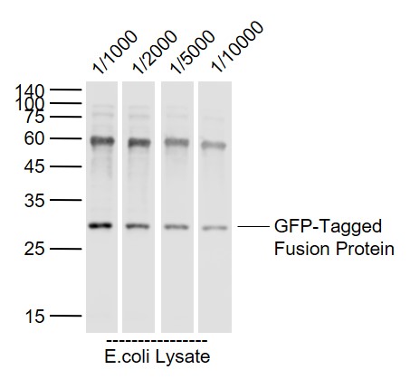 GFP-Tagged Fusion Protein Overexpression E.coli Lysates (Cat#: bs-33009P) probed with GFP Polyclonal Antibody, Unconjugated (bs-0639R) at 1:1000~10000 dilution and 4˚C overnight incubation. Followed by conjugated secondary antibody incubation at 1:20000 for 60 min at 37˚C.