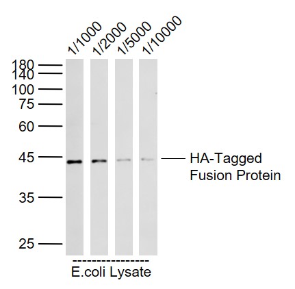 HA-Tagged Fusion Protein Overexpression E.coli Lysate (Cat#: bs-41230P) at 4 ug\r\nPrimary: Anti-HA tag (bs-0966R) at 1\/1000 ~ 1\/10000 dilution\r\nSecondary: IRDye800CW Goat Anti-Rabbit IgG at 1\/20000 dilution