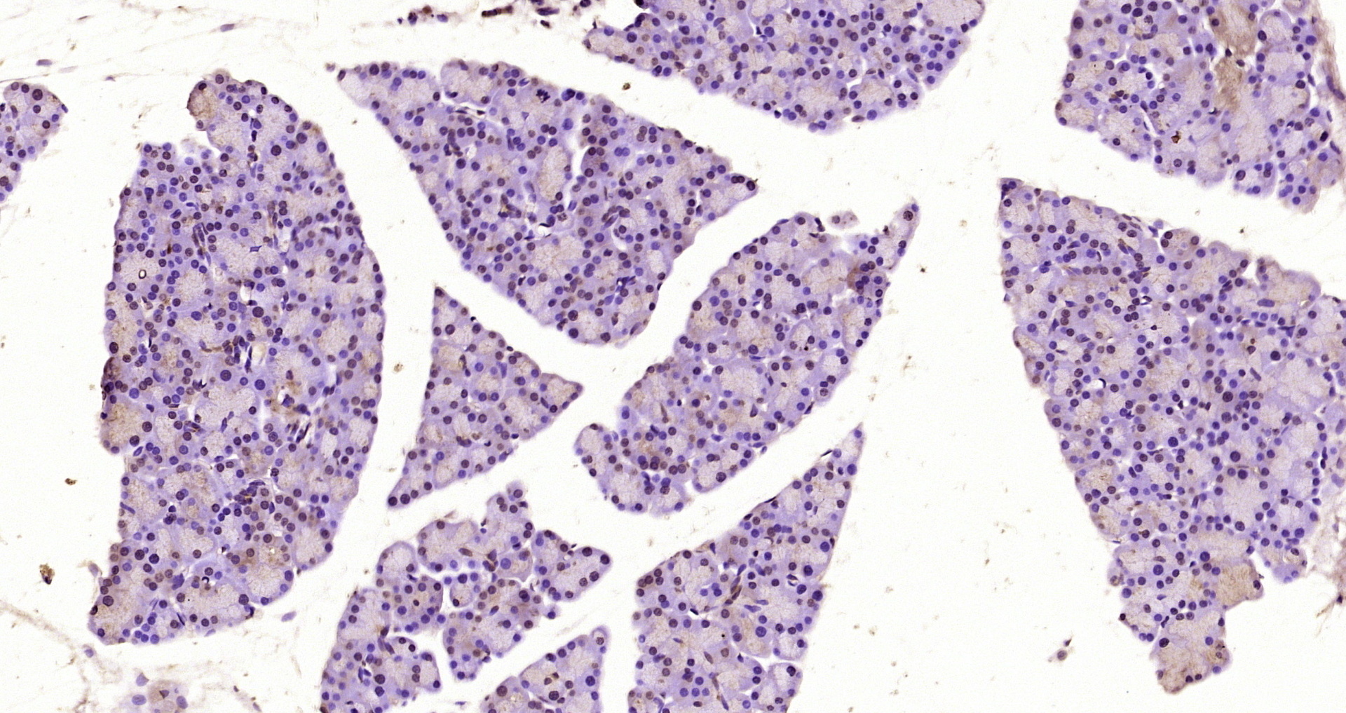 Paraformaldehyde-fixed, paraffin embedded Rat pancreas; Antigen retrieval by boiling in sodium citrate buffer (pH6.0) for 15min; Block endogenous peroxidase by 3% hydrogen peroxide for 20 minutes; Blocking buffer (normal goat serum) at 37°C for 30min; Antibody incubation with Musashi 1/2 Polyclonal Antibody, Unconjugated (bs-11201R) at 1:200 overnight at 4°C, DAB staining.