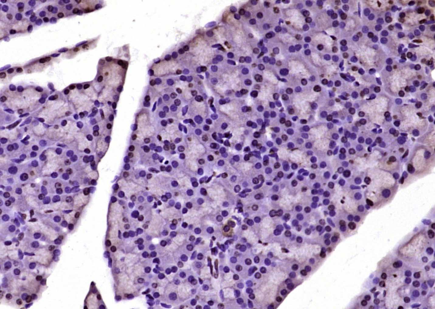 Paraformaldehyde-fixed, paraffin embedded Rat pancreas; Antigen retrieval by boiling in sodium citrate buffer (pH6.0) for 15min; Block endogenous peroxidase by 3% hydrogen peroxide for 20 minutes; Blocking buffer (normal goat serum) at 37°C for 30min; Antibody incubation with Pan-Histone H3 Polyclonal Antibody, Unconjugated (bs-17422R) at 1:200 overnight at 4°C, DAB staining. Paraformaldehyde-fixed, paraffin embedded Rat pancreas; Antigen retrieval by boiling in sodium citrate buffer (pH6.0) for 15min; Block endogenous peroxidase by 3% hydrogen peroxide for 20 minutes; Blocking buffer (normal goat serum) at 37°C for 30min; Antibody incubation with Pan-Histone H3 Polyclonal Antibody, Unconjugated (bs-17422R) at 1:200 overnight at 4°C, DAB staining.