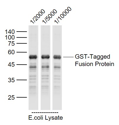 GST-Tagged fusion protein Overexpression E.coli Lysates probed with GST tag Monoclonal Antibody, Unconjugated (bsm-33007M) at 1:2000~1:10000 dilution and 4˚C overnight incubation. Followed by conjugated secondary antibody incubation at 1:20000 for 60 min at 37˚C.