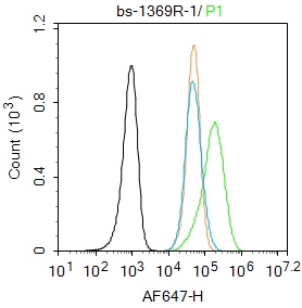 SHSY5Y cells were fixed with 4% PFA for 10min at room temperature,permeabilized with 90% ice-cold methanol for 20 min at -20℃, and incubated in 5% BSA blocking buffer for 30 min at room temperature. Cells were then stained with MAP2 Antibody(1369R)at 1:100 dilution in blocking buffer and incubated for 30 min at room temperature, washed twice with 2%BSA in PBS, followed by secondary antibody incubation for 40 min at room temperature. Acquisitions of 20,000 events were performed. Cells stained with primary antibody (green), and isotype control (orange).
