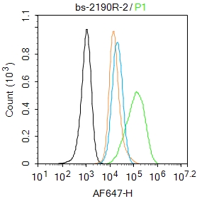 A549 cells were fixed with 4% PFA for 10min at room temperature,permeabilized with 0.1% PBST for 20 min at room temperature, and incubated in 5% BSA blocking buffer for 30 min at room temperature. Cells were then stained with pan-Cytokeratin Polyclonal Antibody(bs-2190R)at 1:50 dilution in blocking buffer and incubated for 30 min at room temperature, washed twice with 2%BSA in PBS, followed by secondary antibody incubation for 40 min at room temperature. Acquisitions of 20,000 events were performed. Cells stained with primary antibody (green), and isotype control (orange).