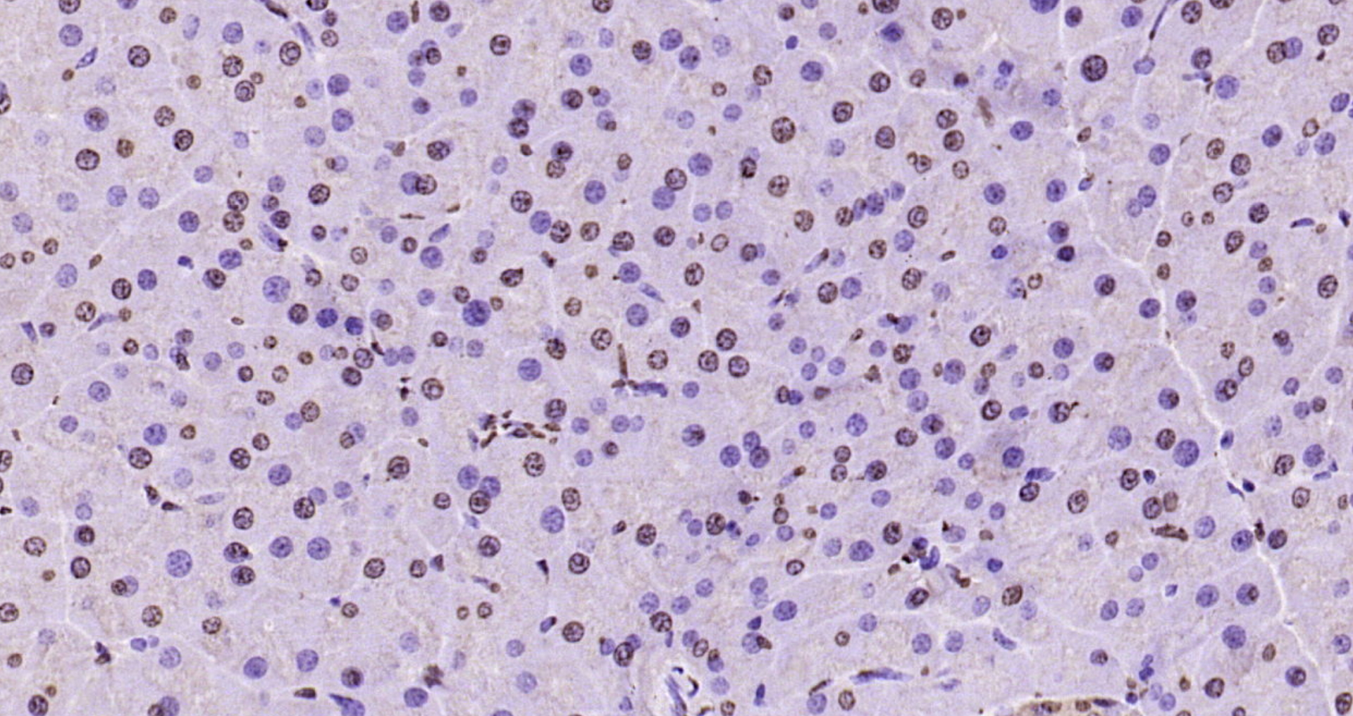 Paraformaldehyde-fixed, paraffin embedded Rat pancreas; Antigen retrieval by boiling in sodium citrate buffer (pH6.0) for 15min; Block endogenous peroxidase by 3% hydrogen peroxide for 20 minutes; Blocking buffer (normal goat serum) at 37°C for 30min; Antibody incubation with Histone H3 Polyclonal Antibody, Unconjugated (bs-0349R) at 1:200 overnight at 4°C, DAB staining.