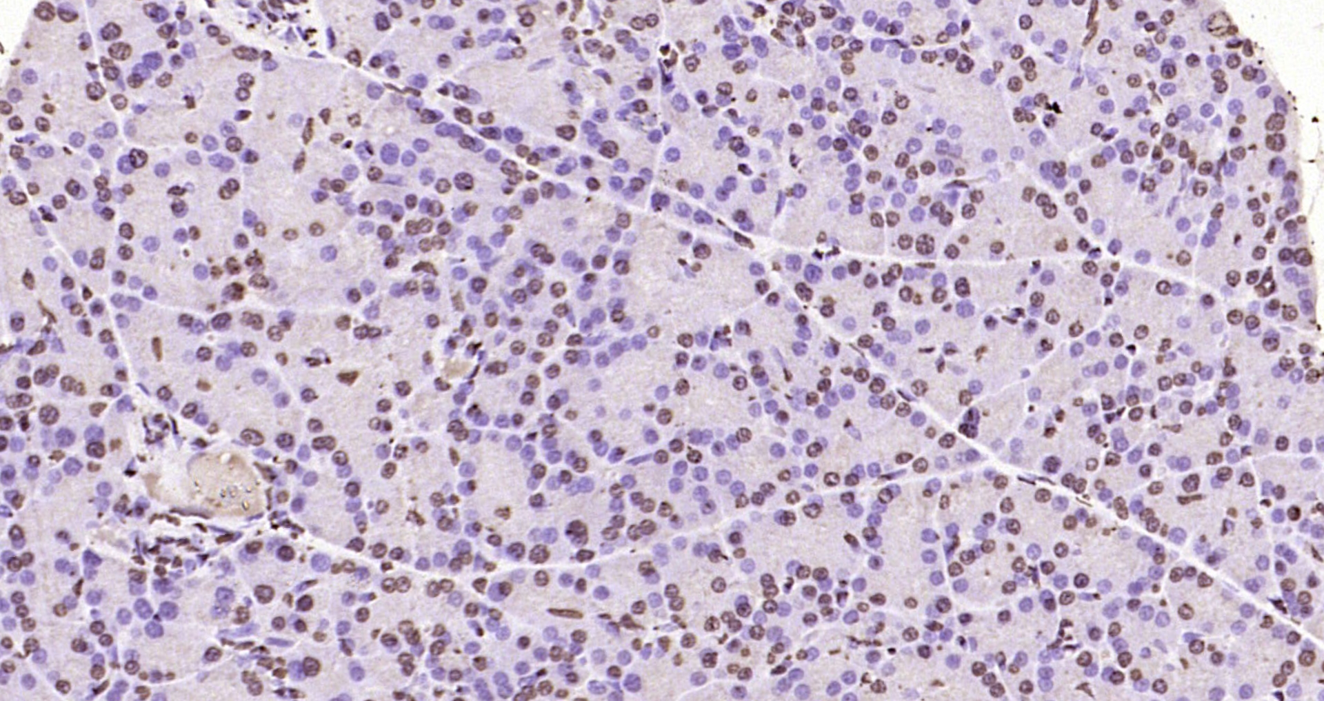 Paraformaldehyde-fixed, paraffin embedded Mouse pancreas; Antigen retrieval by boiling in sodium citrate buffer (pH6.0) for 15min; Block endogenous peroxidase by 3% hydrogen peroxide for 20 minutes; Blocking buffer (normal goat serum) at 37°C for 30min; Antibody incubation with Histone H3 Polyclonal Antibody, Unconjugated (bs-0349R) at 1:200 overnight at 4°C, DAB staining.