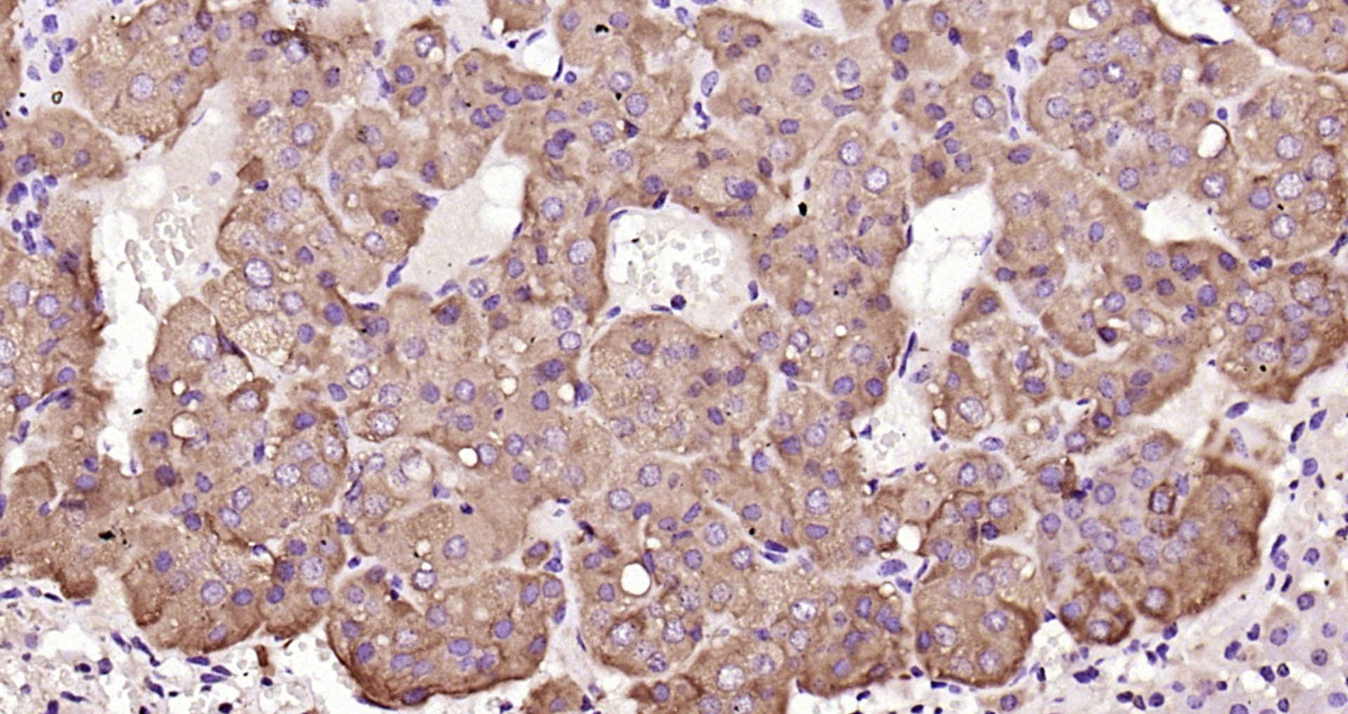 Paraformaldehyde-fixed, paraffin embedded Mouse adrenal gland; Antigen retrieval by boiling in sodium citrate buffer (pH6.0) for 15min; Block endogenous peroxidase by 3% hydrogen peroxide for 20 minutes; Blocking buffer (normal goat serum) at 37°C for 30min; Antibody incubation with _x000D_ IL-6R Beta/CD130/gp130 Polyclonal Antibody, Unconjugated (bs-1459R) at 1:200 overnight at 4°C, DAB staining.