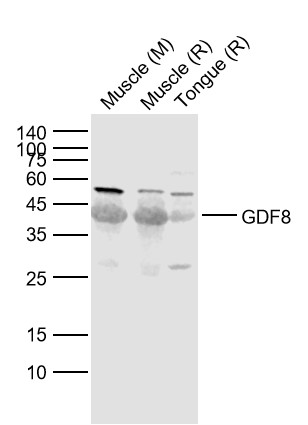 Lane 1: Mouse Muscle lysates; Lane 2: Rat Muscle ysates; Lane 3: Rat Tongue lysates probed with GDF8/MSTN Polyclonal Antibody, Unconjugated (bs-1288R) at 1:1000 dilution and 4˚C overnight incubation. Followed by conjugated secondary antibody incubation at 1:20000 for 60 min at 37˚C.