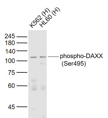 Lane 1: Human K562 cell lysates; Lane 2: Human HL-60 cell lysates probed with DAXX Polyclonal Antibody, Unconjugated (bs-5291R) at 1:1000 dilution and 4˚C overnight incubation. Followed by conjugated secondary antibody incubation at 1:20000 for 60 min at 37˚C.