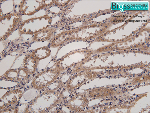 Formalin-fixed and paraffin embedded horse kidney labeled with Anti- HSD11B2 Polyclonal Antibody, Unconjugated (bs-3618R) at 1:200 followed by conjugation to the secondary antibody and DAB staining Formalin-fixed and paraffin embedded horse kidney labeled with Anti- HSD11B2 Polyclonal Antibody, Unconjugated (bs-3618R) at 1:200 followed by conjugation to the secondary antibody and DAB staining