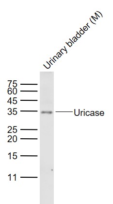 Lane 1: Mouse Urinary bladder lysates probed with Uricase Polyclonal Antibody, Unconjugated (bs-6716R) at 1:1000 dilution and 4˚C overnight incubation. Followed by conjugated secondary antibody incubation at 1:20000 for 60 min at 37˚C.