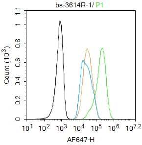 HepG2 cells were fixed with 4% PFA for 10min at room temperature,permeabilized with 90% ice-cold methanol for 20 min at -20℃, and incubated in 5% BSA blocking buffer for 30 min at room temperature. Cells were then stained with PPAR alpha Polyclonal Antibody(bs-3614R)at 1:100 dilution in blocking buffer and incubated for 30 min at room temperature, washed twice with 2%BSA in PBS, followed by secondary antibody incubation for 40 min at room temperature. Acquisitions of 20,000 events were performed. Cells stained with primary antibody (green), and isotype control (orange).