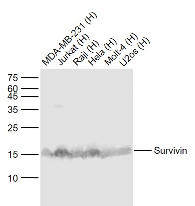 Lane 1: Human MDA-MB-231 cell lysates; Lane 2: Human Jurkat cell lysates; Lane 3: Human Raji cell lysates; Lane 4: Human Hela cell lysates; Lane 5: Human MOLT-4 cell lysates; Lane 6: Human U-2OS cell lysates probed with Survivin Monoclonal Antibody, Unconjugated (bsm-33195M) at 1:1000 dilution and 4˚C overnight incubation. Followed by conjugated secondary antibody incubation at 1:20000 for 60 min at 37˚C.