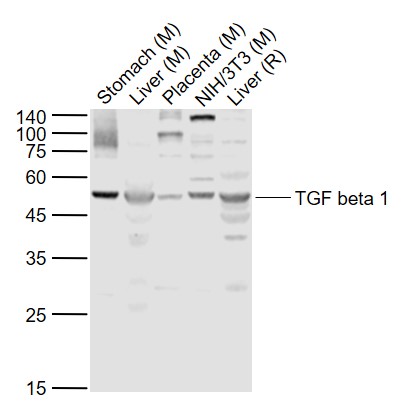 Lane 1: Mouse Stomach lysates; Lane 2: Mouse Liver lysates; Lane 3: Mouse Placenta lysates; Lane 4: Mouse NIH/3T3 cell lysates; Lane 5: Rat Liver lysates probed with TGF beta 1 Polyclonal Antibody, Unconjugated (bs-0086R) at 1:1000 dilution and 4˚C overnight incubation. Followed by conjugated secondary antibody incubation at 1:20000 for 60 min at 37˚C.