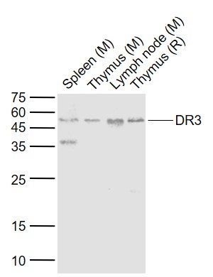 Lane 1: Mouse Spleen lysates; Lane 2: Mouse Thymus lysates; Lane 3: Mouse Lymph node lysates; Lane 4: Rat Thymus lysates probed with DR3 Polyclonal Antibody, Unconjugated (bs-0421R) at 1:1000 dilution and 4˚C overnight incubation. Followed by conjugated secondary antibody incubation at 1:20000 for 60 min at 37˚C.