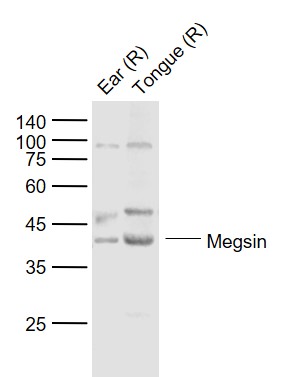 Lane 1: Rat Ear lysates; Lane 2: Rat Tongue lysates probed with Megsin Polyclonal Antibody, Unconjugated (bs-0815R) at 1:1000 dilution and 4˚C overnight incubation. Followed by conjugated secondary antibody incubation at 1:20000 for 60 min at 37˚C.