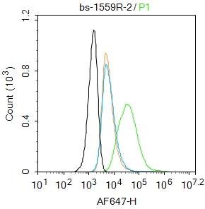 U-937 cells were stained with GLP-1R Polyclonal Antibody(bs-1559R)at 1:50 dilution in blocking buffer and incubated for 30 min at room temperature, washed twice with 2%BSA in PBS, followed by secondary antibody incubation for 40 min at room temperature. Acquisitions of 20,000 events were performed. Cells stained with primary antibody (green), and isotype control (orange).