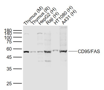 Lane 1: Mouse Thymus lysates; Lane 2: Rat Thymus lysates; Lane 3: Human HepG2 cell lysates; Lane 4: Human Raji cell lysates; Lane 5: Human HT1080 cell lysates; Lane 6: Human A431 cell lysates probed with Apo-1 Polyclonal Antibody, Unconjugated (bs-6477R) at 1:1000 dilution and 4˚C overnight incubation. Followed by conjugated secondary antibody incubation at 1:20000 for 60 min at 37˚C.