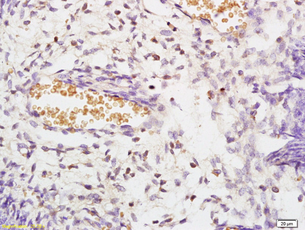 Formalin-fixed and paraffin embedded mouse embryo tissue labeled with Anti STK3/MST3 Polyclonal Antibody, Unconjugated (bs-7599R) at 1:200 followed by conjugation to the secondary antibody and DAB staining