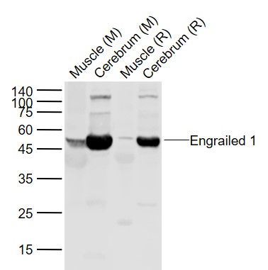 Lane 1: Mouse Muscle lysates; Lane 2: Mouse Cerebrum lysates; Lane 3: Rat Muscle lysates; Lane 4: Rat Cerebrum lysates probed with EN1/Engrailed 1 Polyclonal Antibody, Unconjugated (bs-11744R) at 1:1000 dilution and 4˚C overnight incubation. Followed by conjugated secondary antibody incubation at 1:20000 for 60 min at 37˚C.