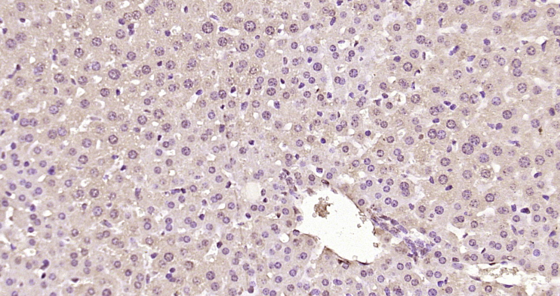 Paraformaldehyde-fixed, paraffin embedded Mouse liver; Antigen retrieval by boiling in sodium citrate buffer (pH6.0) for 15min; Block endogenous peroxidase by 3% hydrogen peroxide for 20 minutes; Blocking buffer (normal goat serum) at 37°C for 30min; Antibody incubation with MSGN1 Polyclonal Antibody, Unconjugated (bs-17848R) at 1:200 overnight at 4°C, DAB staining.