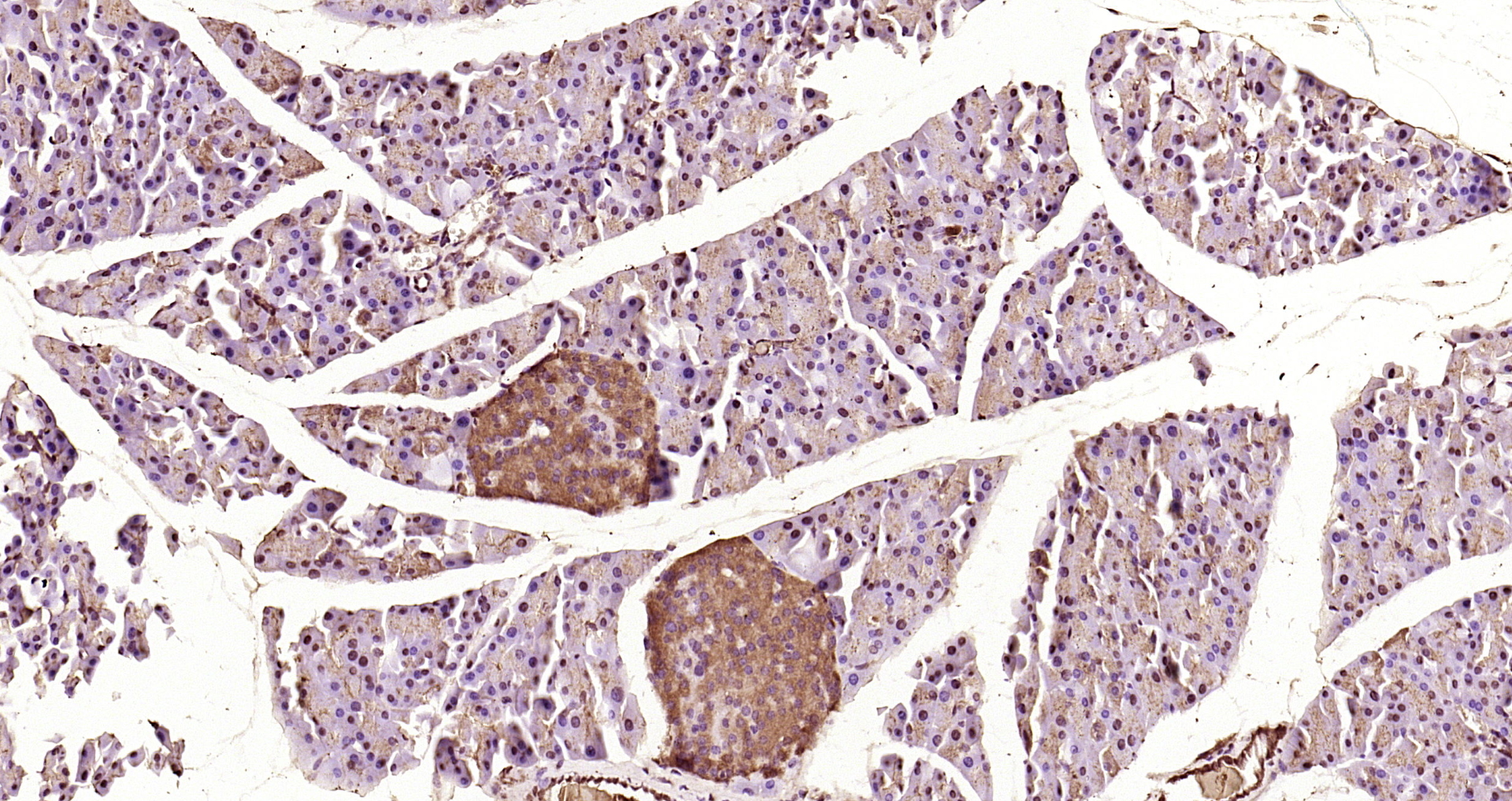 Paraformaldehyde-fixed, paraffin embedded Mouse pancreas; Antigen retrieval by boiling in sodium citrate buffer (pH6.0) for 15min; Block endogenous peroxidase by 3% hydrogen peroxide for 20 minutes; Blocking buffer (normal goat serum) at 37°C for 30min; Antibody incubation with Caspase-9 Polyclonal Antibody, Unconjugated (bs-20773R) at 1:200 overnight at 4°C, DAB staining.