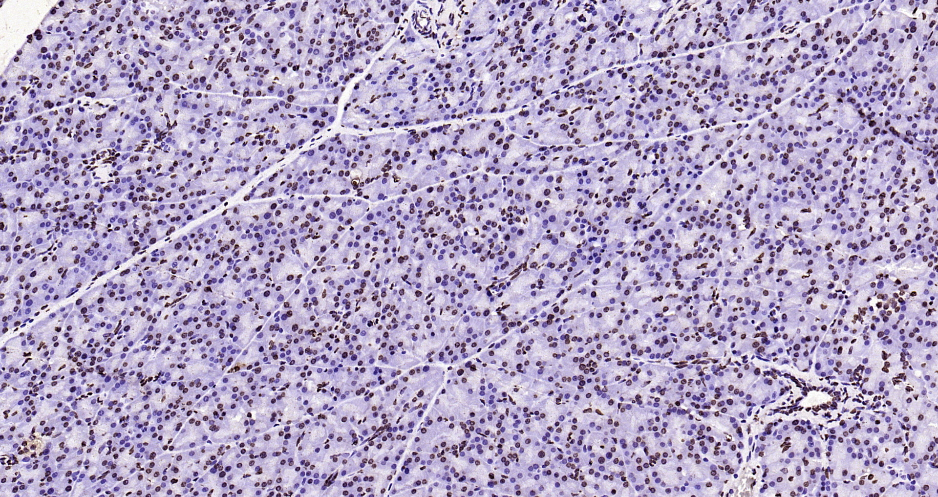 Paraformaldehyde-fixed, paraffin embedded Rat pancreas; Antigen retrieval by boiling in sodium citrate buffer (pH6.0) for 15min; Block endogenous peroxidase by 3% hydrogen peroxide for 20 minutes; Blocking buffer (normal goat serum) at 37°C for 30min; Antibody incubation with Histone H3(di methyl K27) Monoclonal Antibody, Unconjugated (bsm-33107M) at 1:200 overnight at 4°C, DAB staining.