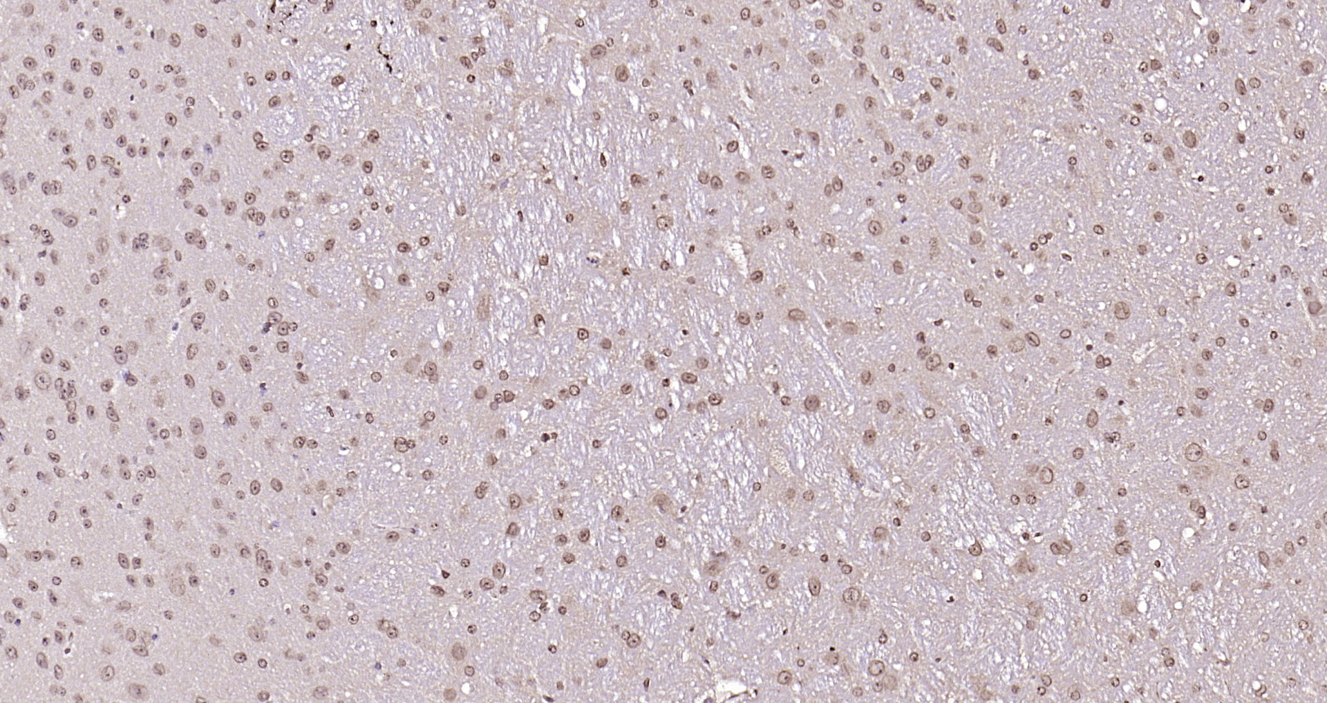 Paraformaldehyde-fixed, paraffin embedded Mouse cerebellum; Antigen retrieval by boiling in sodium citrate buffer (pH6.0) for 15min; Block endogenous peroxidase by 3% hydrogen peroxide for 20 minutes; Blocking buffer (normal goat serum) at 37°C for 30min; Antibody incubation with LSM3 Polyclonal Antibody, Unconjugated (bs-18428R) at 1:200 overnight at 4°C, DAB staining.