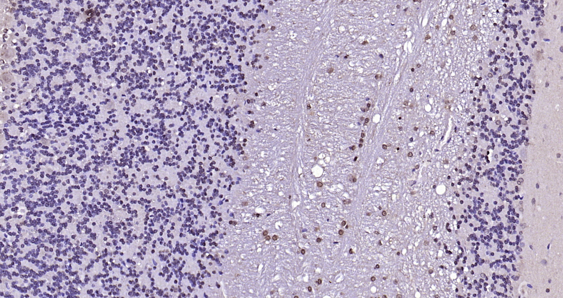 Paraformaldehyde-fixed, paraffin embedded Rat cerebellum; Antigen retrieval by boiling in sodium citrate buffer (pH6.0) for 15min; Block endogenous peroxidase by 3% hydrogen peroxide for 20 minutes; Blocking buffer (normal goat serum) at 37°C for 30min; Antibody incubation with LSM3 Polyclonal Antibody, Unconjugated (bs-18428R) at 1:200 overnight at 4°C, DAB staining.