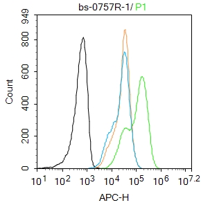 Molt4 cells were fixed with 4% PFA for 10min at room temperature,permeabilized with 0.1% PBST for 20 min at room temperature, and incubated in 5% BSA blocking buffer for 30 min at room temperature.Cells were then stained with CDK2 Polyclonal Antibody(bs-0757R)at 1:100 dilution in blocking buffer and incubated for 30 min at room temperature, washed twice with 2%BSA in PBS, followed by secondary antibody incubation for 40 min at room temperature. Acquisitions of 20,000 events were performed. Cells stained with primary antibody (green), and isotype control (orange).