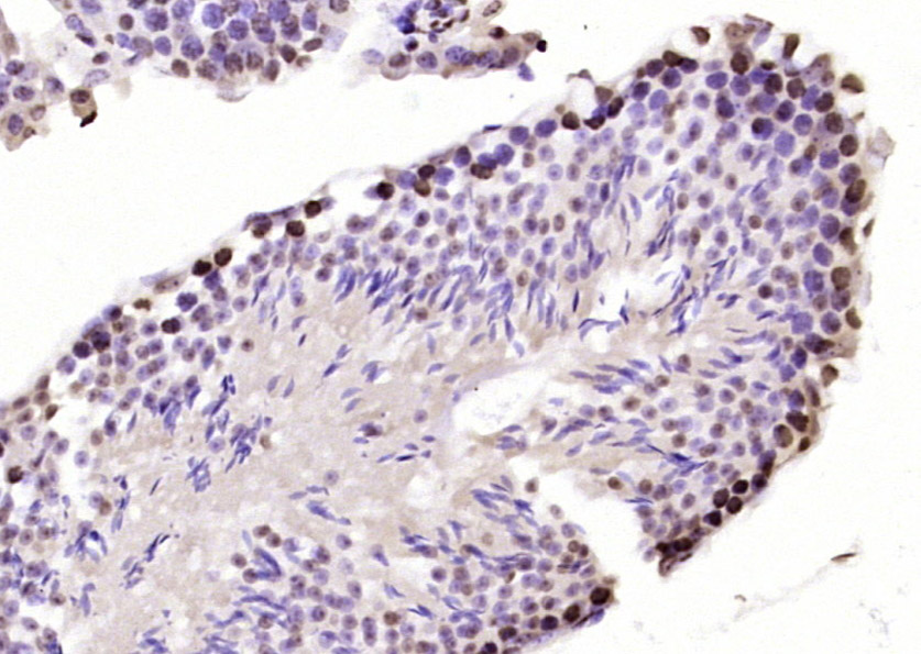Paraformaldehyde-fixed, paraffin embedded Mouse testis; Antigen retrieval by boiling in sodium citrate buffer (pH6.0) for 15min; Block endogenous peroxidase by 3% hydrogen peroxide for 20 minutes; Blocking buffer (normal goat serum) at 37°C for 30min; Antibody incubation with SP2 transcription factor Polyclonal Antibody, Unconjugated (bs-17612R) at 1:200 overnight at 4°C, DAB staining.