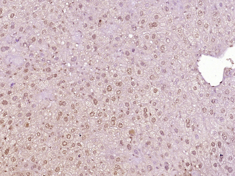 Paraformaldehyde-fixed, paraffin embedded Mouse liver; Antigen retrieval by boiling in sodium citrate buffer (pH6.0) for 15min; Block endogenous peroxidase by 3% hydrogen peroxide for 20 minutes; Blocking buffer (normal goat serum) at 37°C for 30min; Antibody incubation with MED28 Polyclonal Antibody, Unconjugated (bs-18767R) at 1:400 overnight at 4°C, DAB staining.