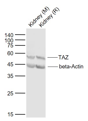 Lane 1: Mouse Kidney lysates; Lane 2: Rat Kidney lysates probed with TAZ Polyclonal Antibody, Unconjugated (bs-12367R) at 1:1000 dilution and 4˚C overnight incubation. Followed by conjugated secondary antibody incubation at 1:20000 for 60 min at 37˚C. Lane 1: Mouse Kidney lysates; Lane 2: Rat Kidney lysates probed with TAZ Polyclonal Antibody, Unconjugated (bs-12367R) at 1:1000 dilution and 4˚C overnight incubation. Followed by conjugated secondary antibody incubation at 1:20000 for 60 min at 37˚C.