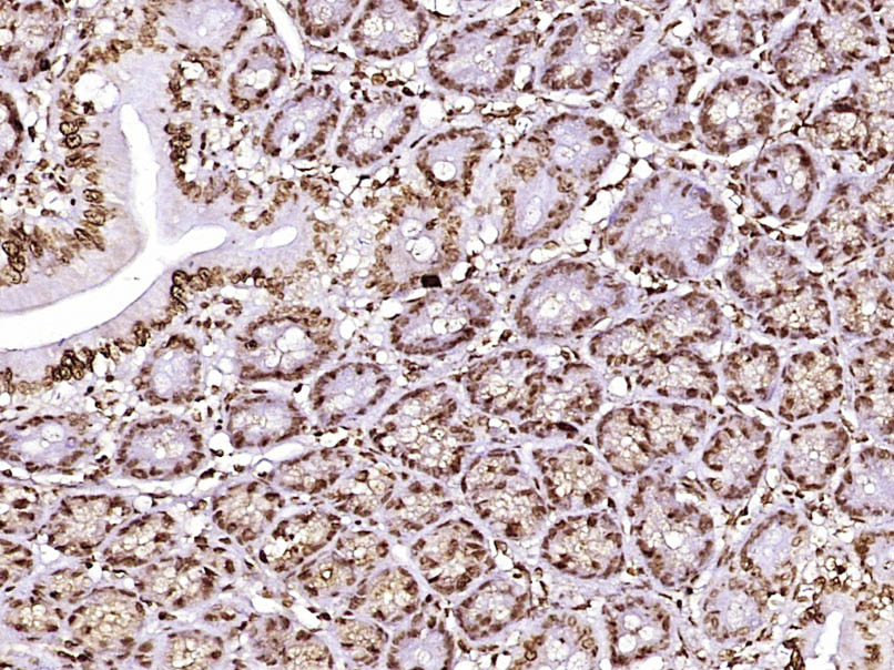 Paraformaldehyde-fixed, paraffin embedded Rat colon; Antigen retrieval by boiling in sodium citrate buffer (pH6.0) for 15min; Block endogenous peroxidase by 3% hydrogen peroxide for 20 minutes; Blocking buffer (normal goat serum) at 37°C for 30min; Antibody incubation with Histone H3(mono methyl K79) Monoclonal Antibody, Unconjugated (bsm-33104M) at 1:400 overnight at 4°C, DAB staining.
