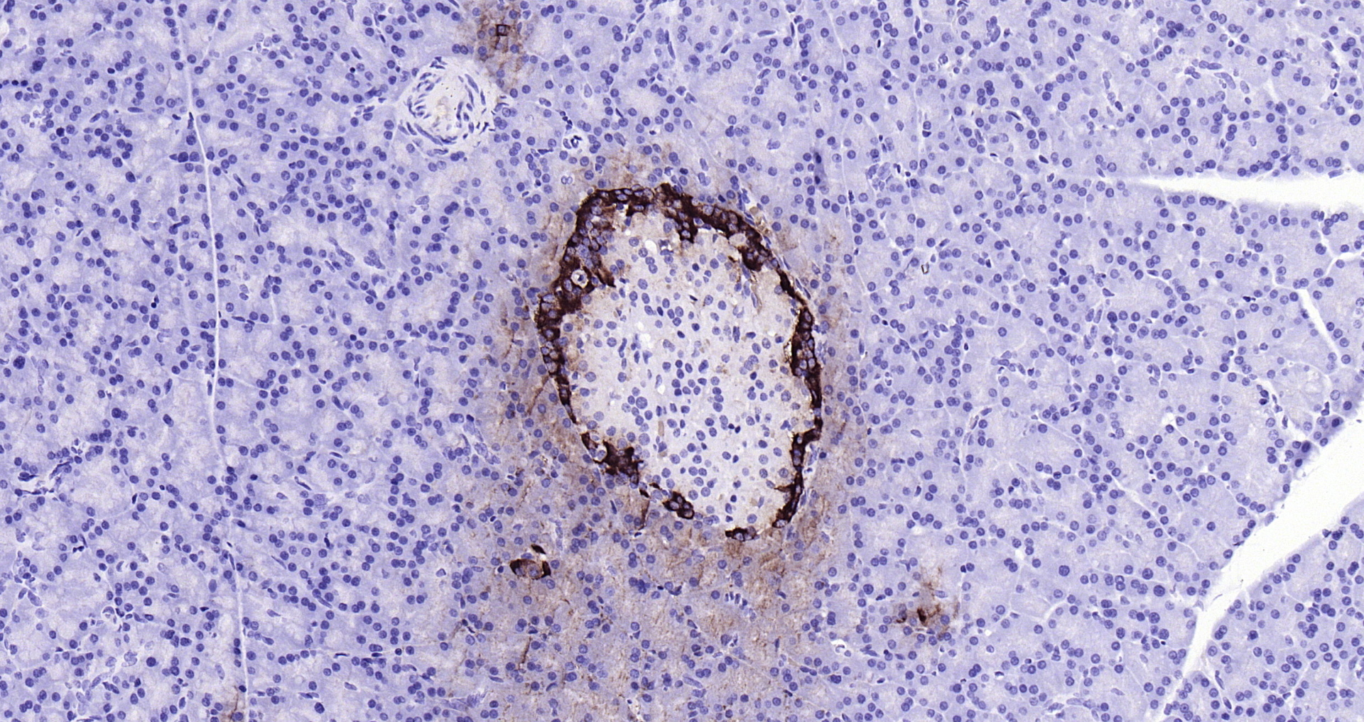 Paraformaldehyde-fixed, paraffin embedded Mouse pancreas; Antigen retrieval by boiling in sodium citrate buffer (pH6.0) for 15min; Block endogenous peroxidase by 3% hydrogen peroxide for 20 minutes; Blocking buffer (normal goat serum) at 37°C for 30min; Antibody incubation with GLP-1 (1G9) Monoclonal Antibody, Unconjugated (bsm-0933M) at 1:200 overnight at 4°C, DAB staining.