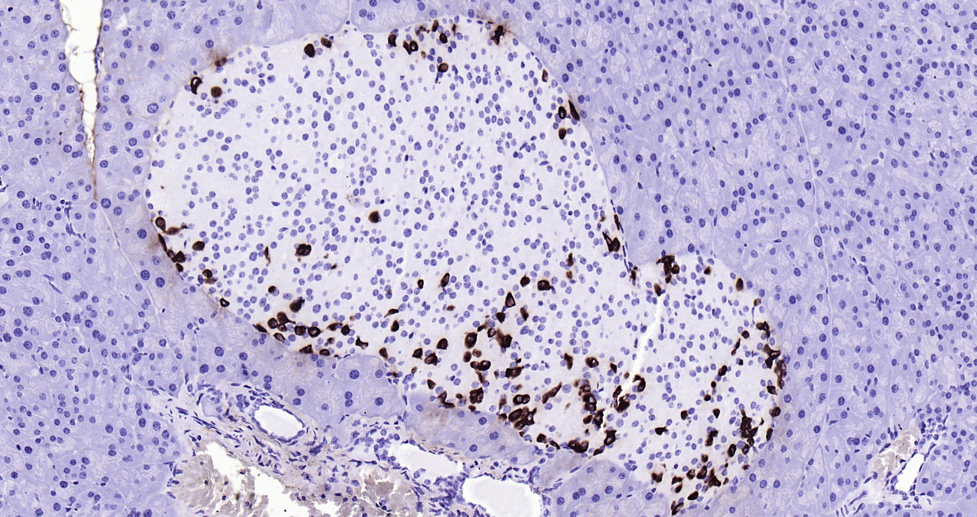 Paraformaldehyde-fixed, paraffin embedded Rat pancreas; Antigen retrieval by boiling in sodium citrate buffer (pH6.0) for 15min; Block endogenous peroxidase by 3% hydrogen peroxide for 20 minutes; Blocking buffer (normal goat serum) at 37°C for 30min; Antibody incubation with GLP-1 (1G9) Monoclonal Antibody, Unconjugated (bsm-0933M) at 1:200 overnight at 4°C, DAB staining.