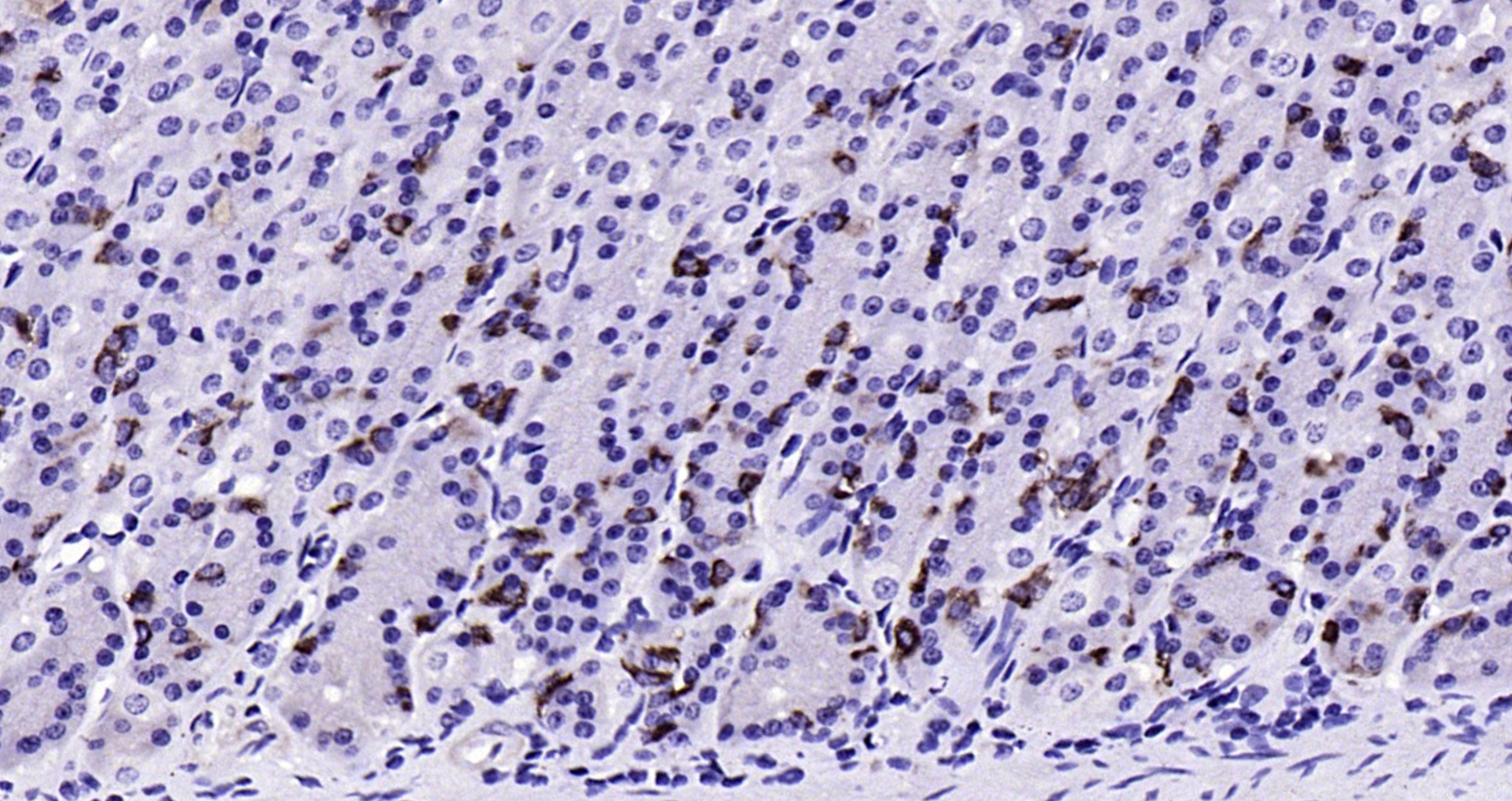 Paraformaldehyde-fixed, paraffin embedded Rat stomach; Antigen retrieval by boiling in sodium citrate buffer (pH6.0) for 15min; Block endogenous peroxidase by 3% hydrogen peroxide for 20 minutes; Blocking buffer (normal goat serum) at 37°C for 30min; Antibody incubation with Chromogranin A Polyclonal Antibody, Unconjugated (bs-0539R) at 1:200 overnight at 4°C, DAB staining.
