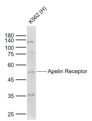 Lane 1: Human K562 cell lysates probed with Apelin Receptor Polyclonal Antibody, Unconjugated (bs-21310R) at 1:1000 dilution and 4˚C overnight incubation. Followed by conjugated secondary antibody incubation at 1:20000 for 60 min at 37˚C.