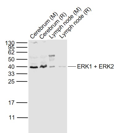Lane 1: Mouse Cerebrum lysates; Lane 2: Rat Cerebrum lysates; Lane 3: Mouse Lymph node lysates; Lane 4: Rat Lymph node cell lysates probed with ERK1 + ERK2 Polyclonal  Antibody, Unconjugated (bs-0022R) at 1:1000 dilution and 4˚C overnight incubation. Followed by conjugated secondary antibody incubation at 1:20000 for 60 min at 37˚C.