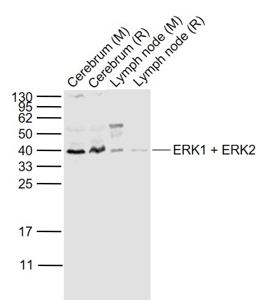 Lane 1: Mouse Cerebrum lysates; Lane 2: Rat Cerebrum lysates; Lane 3: Mouse Lymph node lysates; Lane 4: Rat Lymph node cell lysates probed with ERK1 + ERK2 Polyclonal  Antibody, Unconjugated (bs-0022R) at 1:1000 dilution and 4°C overnight incubation. Followed by conjugated secondary antibody incubation at 1:20000 for 60 min at 37°C.