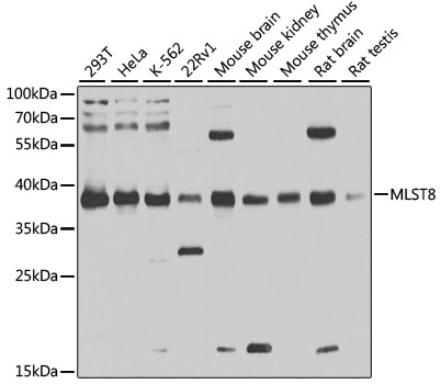 Lane 1: Human 293T cell lysates; Lane 2: Human Hela cell lysates; Lane 3: Human K562 cell lysates; Lane 4: Human 22Rv1 cell lysates; Lane 5: Mouse brain lysates; Lane 6: Mouse kidney lysates; Lane 7: Mouse Thymus lysates; Lane 8: Rat brain lysates; Lane 9: Rat testis lysates probed with MLST8 Polyclonal Antibody, Unconjugated (bs-55132R) at 1:1000 dilution and 4˚C overnight incubation. Followed by conjugated secondary antibody incubation at 1:20000 for 60 min at 37˚C.