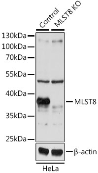Lane 1: Hela cell lysates; Lane 2: MLST8 knockout (KO) HeLa cell lysates probed with MLST8 Polyclonal Antibody, Unconjugated (bs-55132R) at 1:1000 dilution and 4˚C overnight incubation. Followed by conjugated secondary antibody incubation at 1:20000 for 60 min at 37˚C.