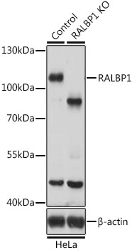 Lane 1: Hela cell lysates; Lane 2: RALBP1 knockout (KO) HeLa cell lysates probed with RALBP1 Polyclonal Antibody, Unconjugated (bs-55186R) at 1:1000 dilution and 4˚C overnight incubation. Followed by conjugated secondary antibody incubation at 1:20000 for 60 min at 37˚C.