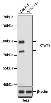 Lane 1: Hela cell lysates; Lane 2: STAT3 knockout (KO) HeLa cell lysates probed with STAT3 Polyclonal Antibody, Unconjugated (bs-55208R) at 1:1000 dilution and 4˚C overnight incubation. Followed by conjugated secondary antibody incubation at 1:20000 for 60 min at 37˚C.