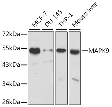 Lane 1: Human MCF-7 cell lysates; Lane 2: Human DU-145 cell lysates; Lane 3: Human THP-1 cell lysates; Lane 4: Mouse Liver cell lysates probed with MAPK9 Polyclonal Antibody, Unconjugated (bs-55130R) at 1:1000 dilution and 4˚C overnight incubation. Followed by conjugated secondary antibody incubation at 1:20000 for 60 min at 37˚C.