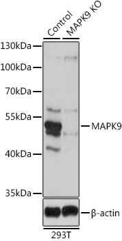 Lane 1: 293T cell lysates; Lane 2: MAPK9 knockout (KO) 293T cell lysates probed with MAPK9 Polyclonal Antibody, Unconjugated (bs-55130R) at 1:1000 dilution and 4˚C overnight incubation. Followed by conjugated secondary antibody incubation at 1:20000 for 60 min at 37˚C.