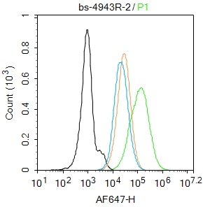 HL-60 cells were fixed with 4% PFA for 10min at room temperature,permeabilized with 0.1% PBST for 20 min at room temperature, and incubated in 5% BSA blocking buffer for 30 min at room temperature. Cells were then stained with MPO Polyclonal Antibody(bs-4943R)at 1:50 dilution in blocking buffer and incubated for 30 min at room temperature, washed twice with 2%BSA in PBS, followed by secondary antibody incubation for 40 min at room temperature. Acquisitions of 20,000 events were performed. Cells stained with primary antibody (green), and isotype control (orange).