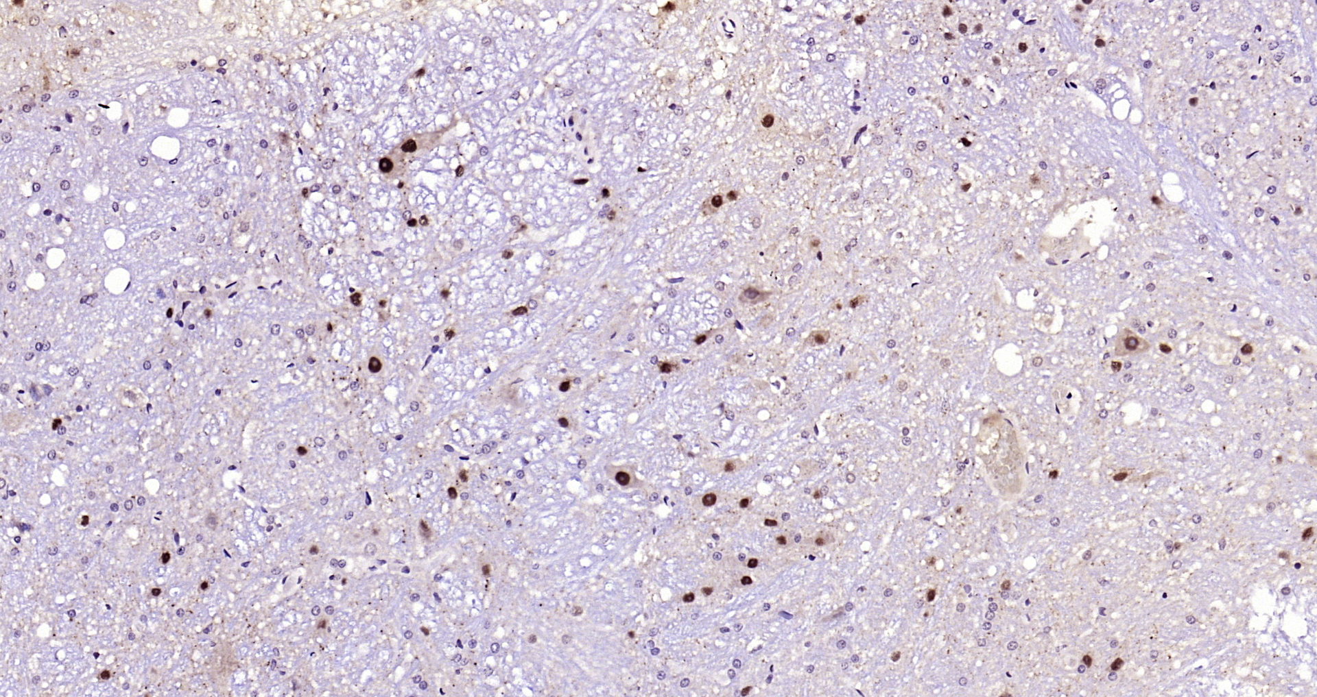 Paraformaldehyde-fixed, paraffin embedded Rat cerebellum; Antigen retrieval by boiling in sodium citrate buffer (pH6.0) for 15min; Block endogenous peroxidase by 3% hydrogen peroxide for 20 minutes; Blocking buffer (normal goat serum) at 37°C for 30min; Antibody incubation with phospho-Alpha synuclein(Ser129) Monoclonal Antibody, Unconjugated (bsm-41203M) at 1:200 overnight at 4°C, DAB staining.