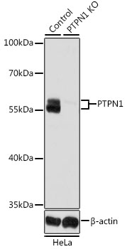 Lane 1: Hela cell lysates; Lane 2: PTPN1 knockout (KO) HeLa cell lysates probed with PTPN1 Polyclonal Antibody, Unconjugated (bs-55182R) at 1:1000 dilution and 4˚C overnight incubation. Followed by conjugated secondary antibody incubation at 1:20000 for 60 min at 37˚C.
