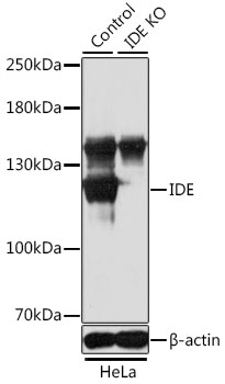 Lane 1: Hela cell lysates; Lane 2: IDE knockout (KO) HeLa cell lysates probed with IDE Polyclonal Antibody, Unconjugated (bs-55107R) at 1:1000 dilution and 4˚C overnight incubation. Followed by conjugated secondary antibody incubation at 1:20000 for 60 min at 37˚C.