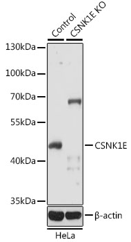 Lane 1: Hela cell lysates; Lane 2: CSNK1E knockout (KO) HeLa cell lysates probed with CSNK1E Polyclonal Antibody, Unconjugated (bs-55048R) at 1:1000 dilution and 4˚C overnight incubation. Followed by conjugated secondary antibody incubation at 1:20000 for 60 min at 37˚C.